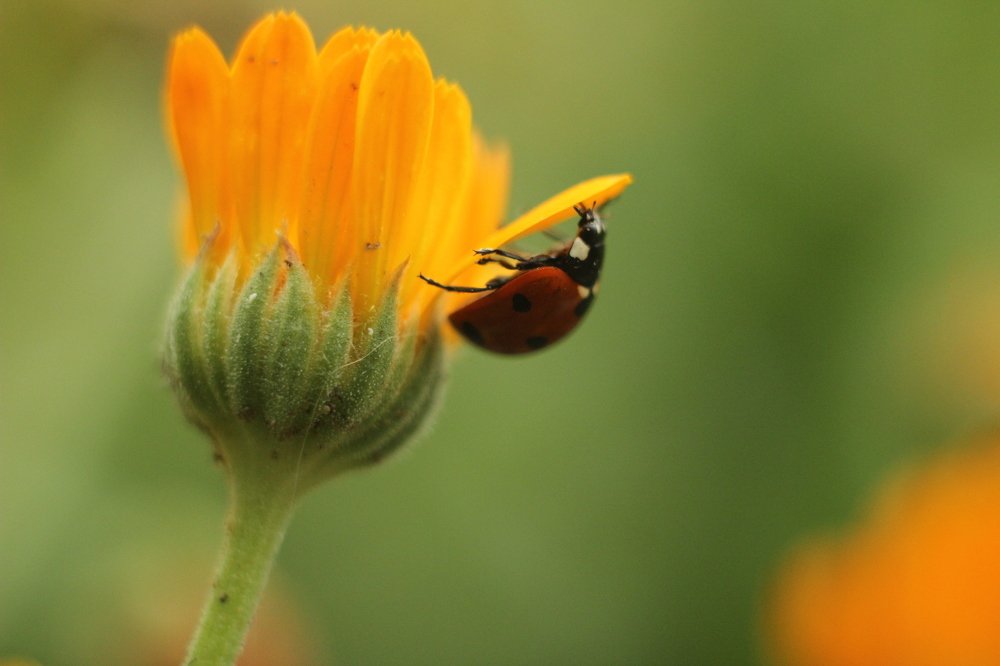 Вверх нисмотря ни на что