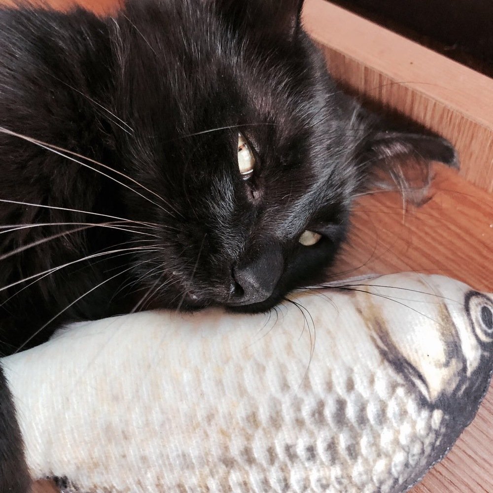 Cat and fish