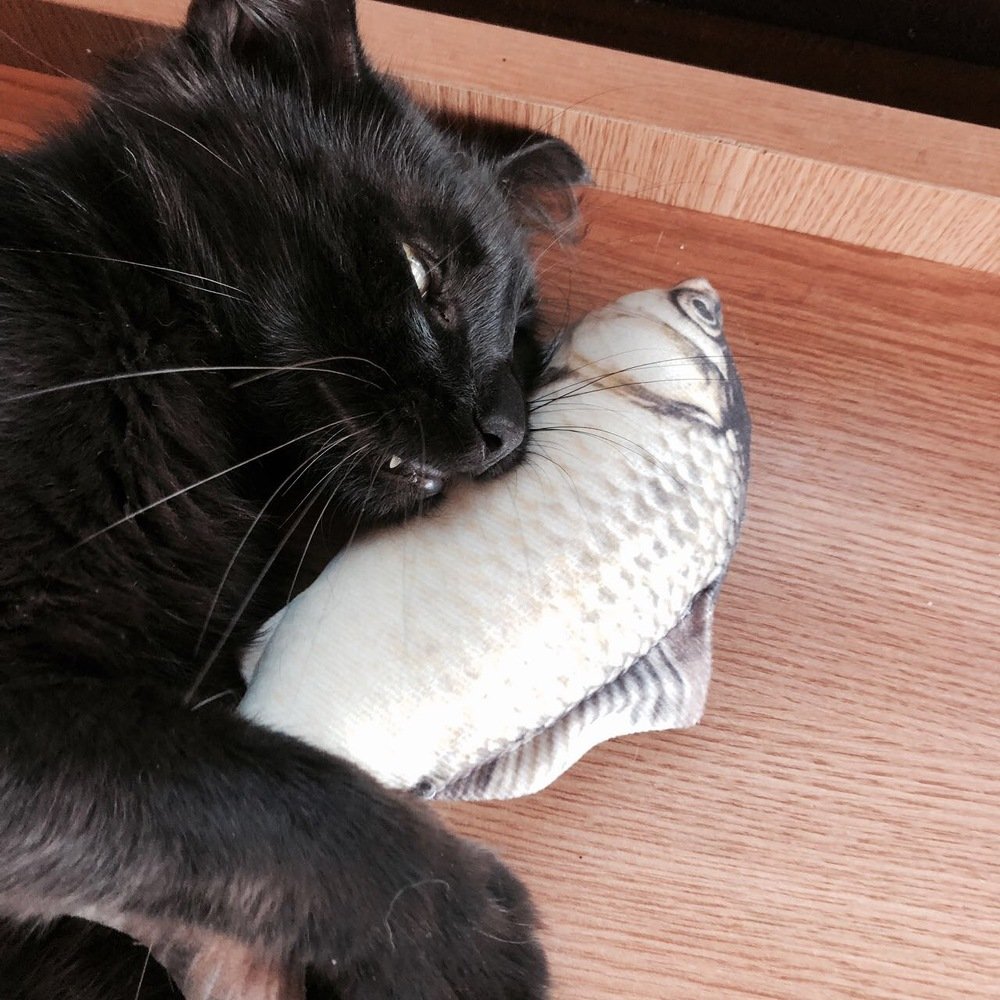 Cat sleep on the fish