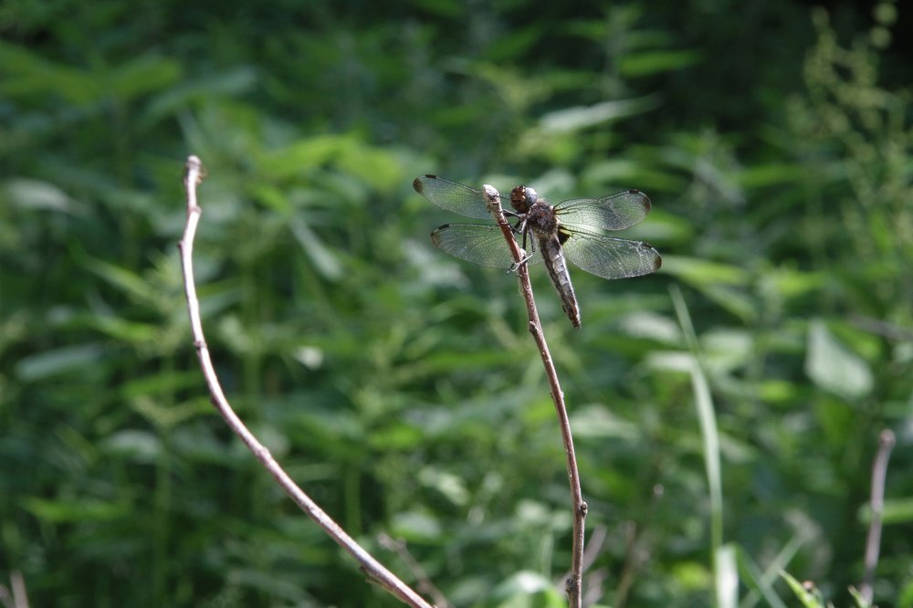 Photograph by Dzianis Mizhui