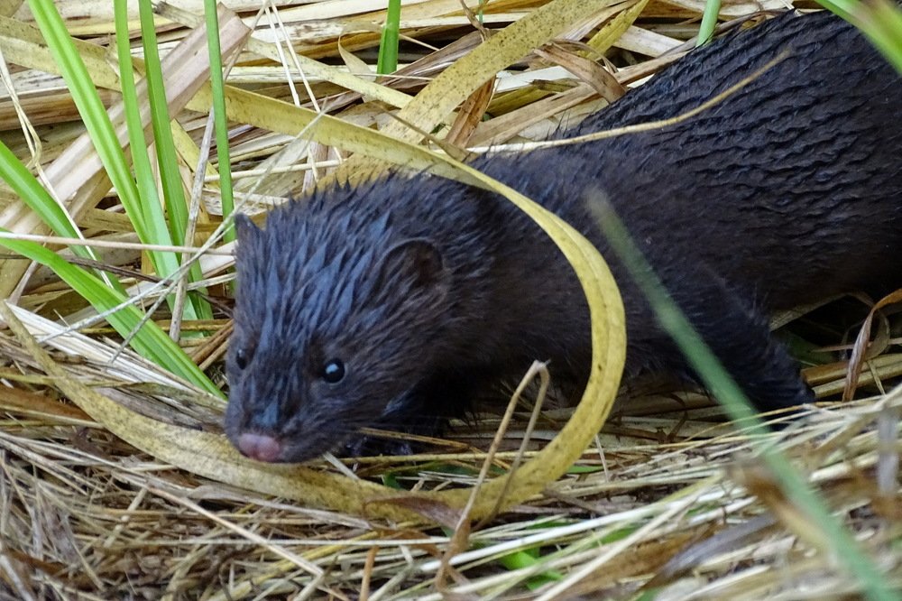 Европейская норка