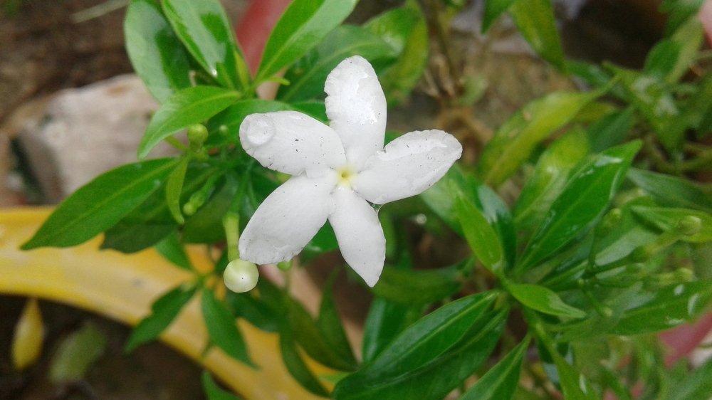 Flower