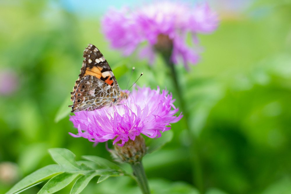 Бабочка на цветке