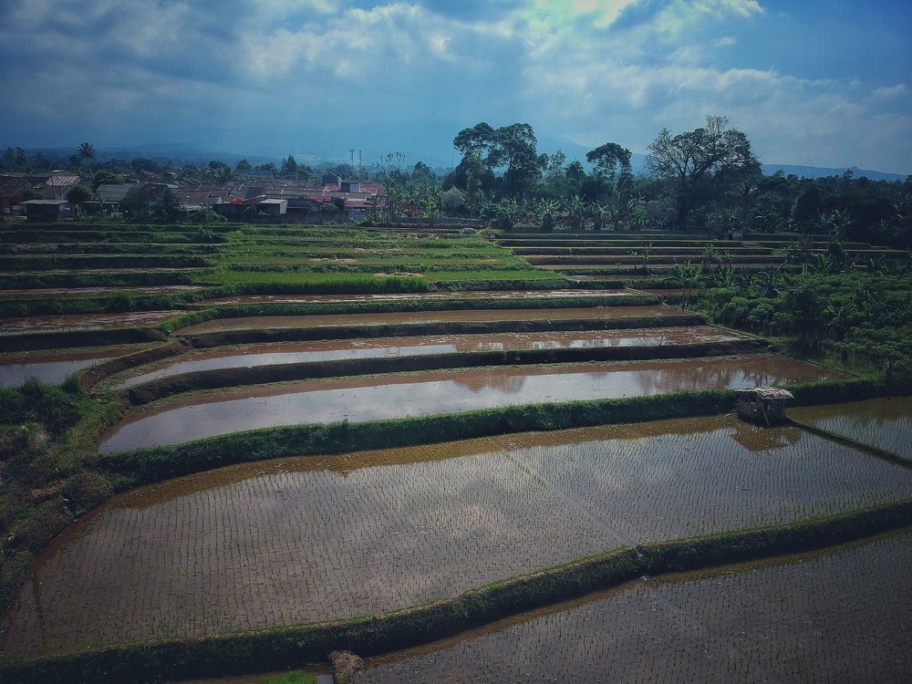 after planting rice