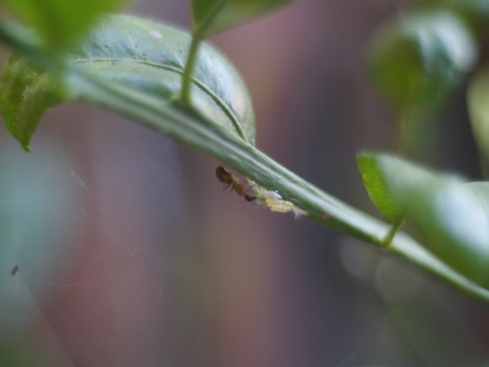 ants and Whitefly