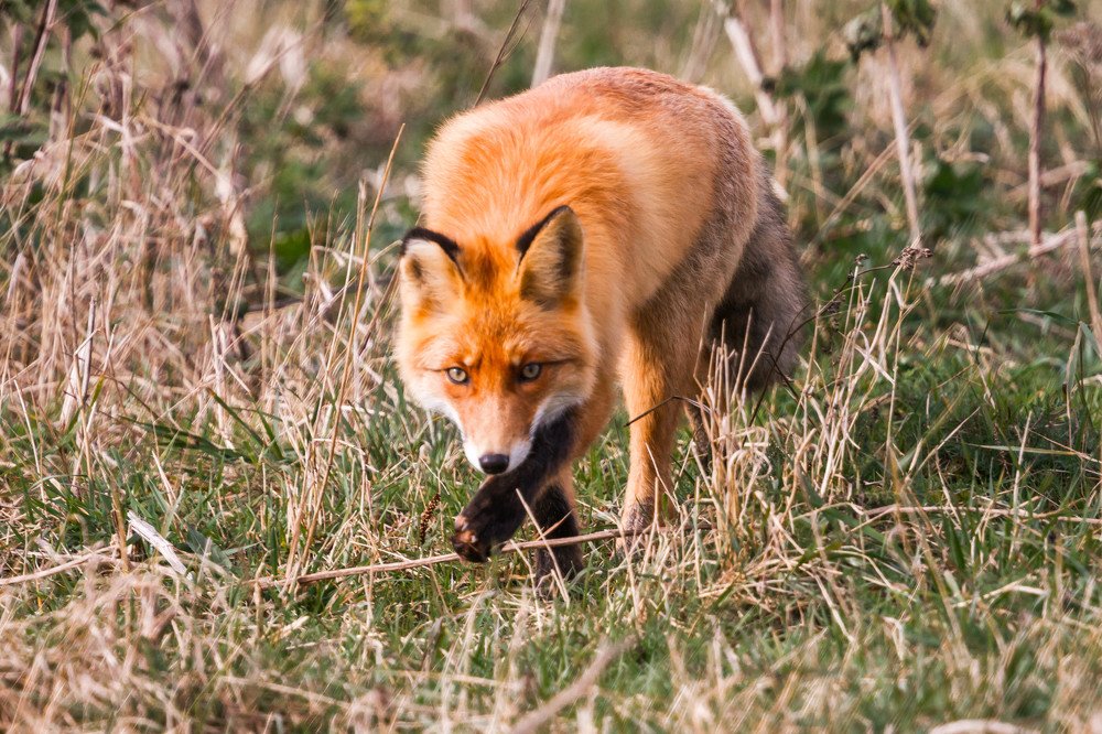 Лисица охотится