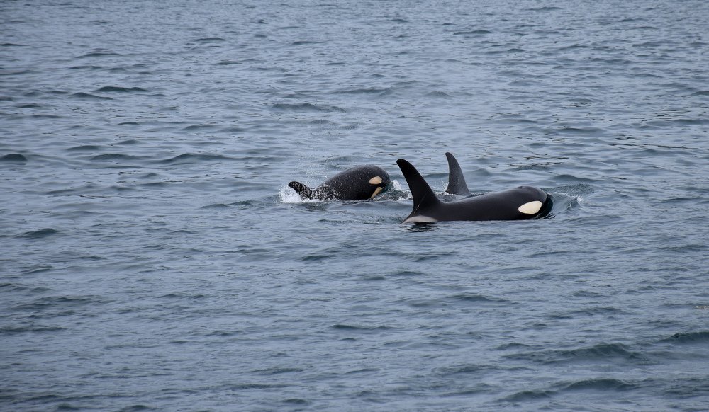 Мама, папа, я - хищная семья