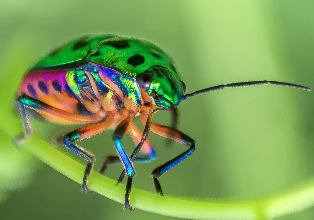 The jewel bug