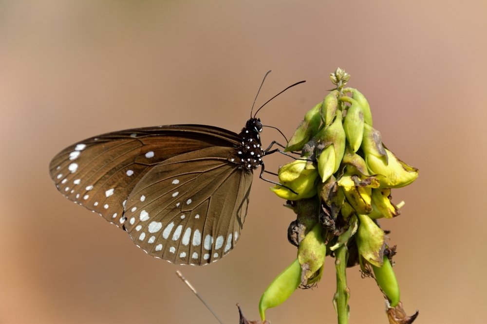 Euploea Core Striped Butterfly