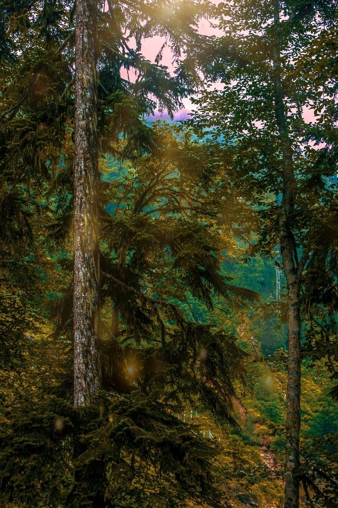 Лесная сказка