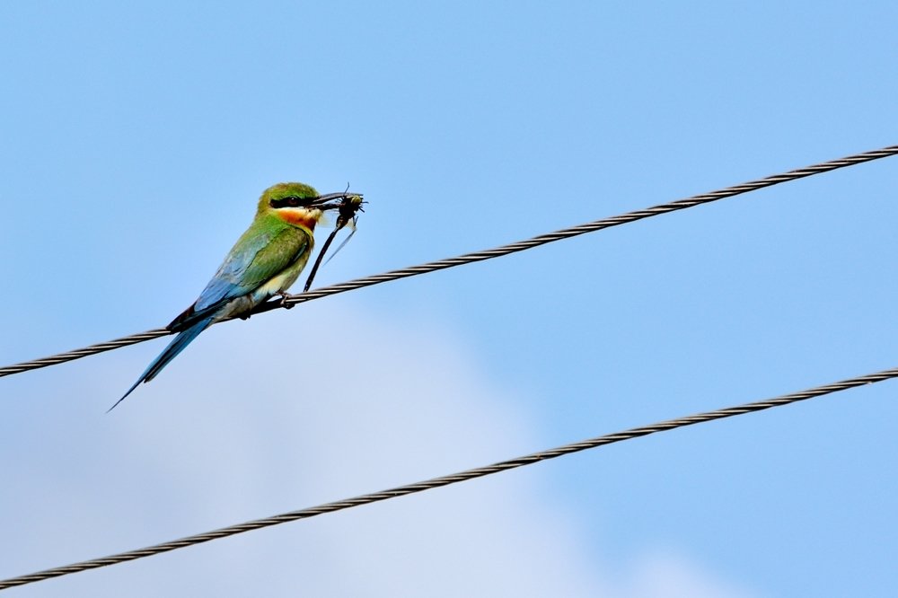 Blue-tailed Bee Eater having breakfast
