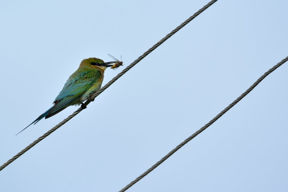 Blue-tailed Bee Eater with prey