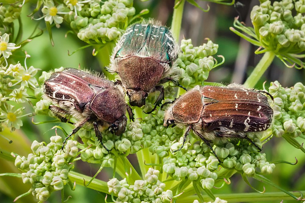 Обед на троих.
