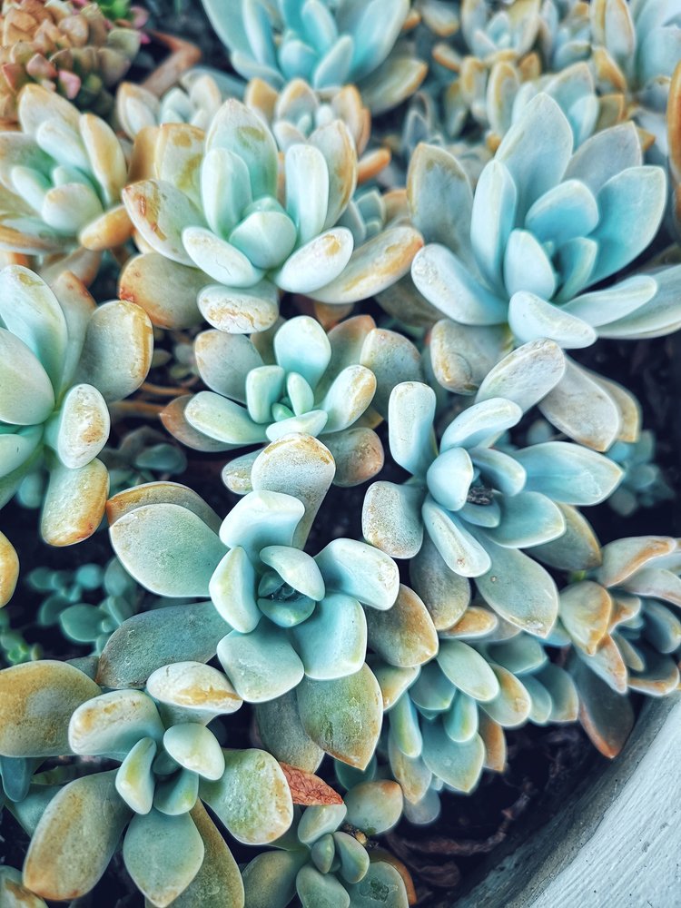 Blue Echeveria