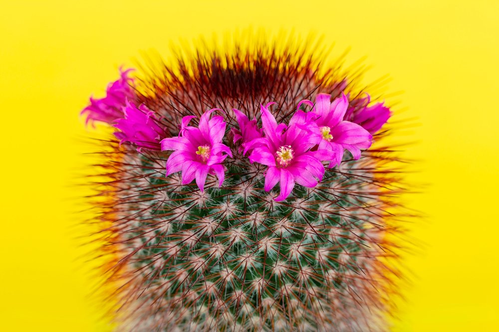 Cactus on Yellow