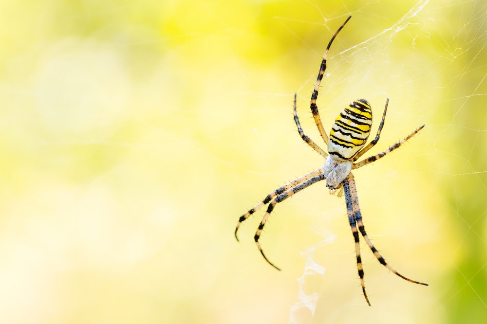 Argiope Bruennichi spider against yellow background