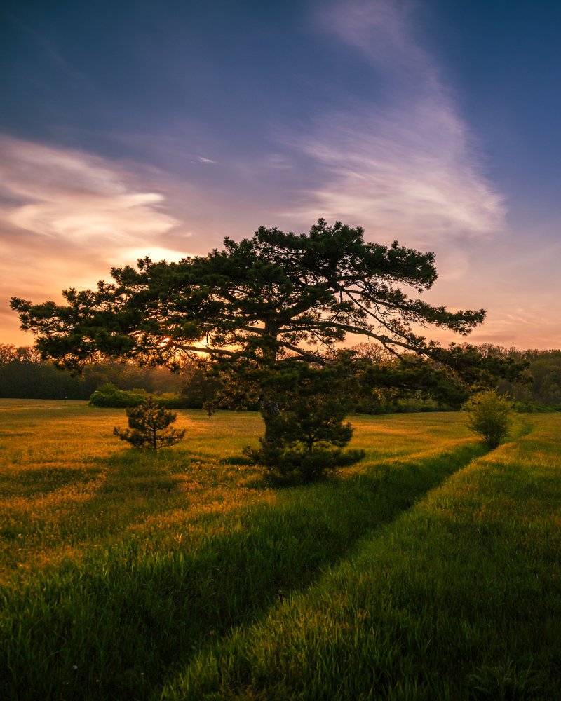 Горная сосна