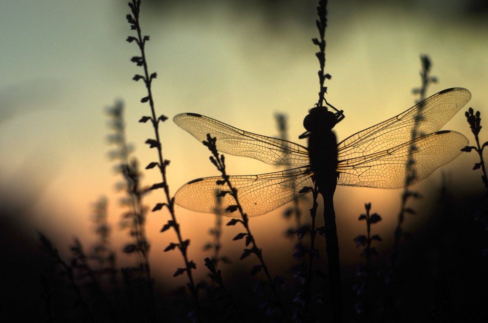 Dragonfly at sunset.
