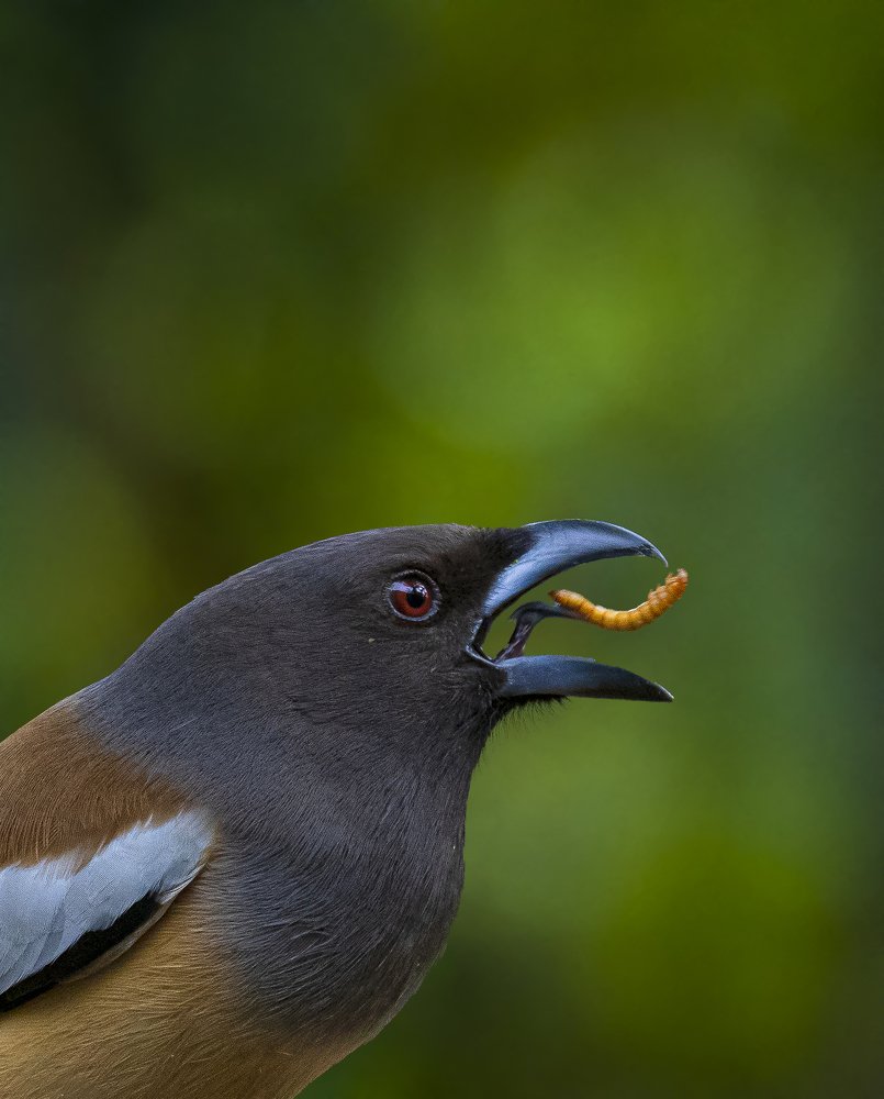 Love to eat tasty worm