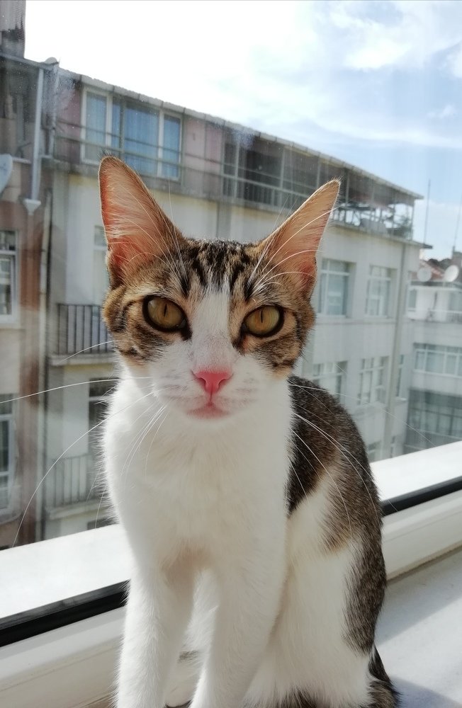 Almond, the cat