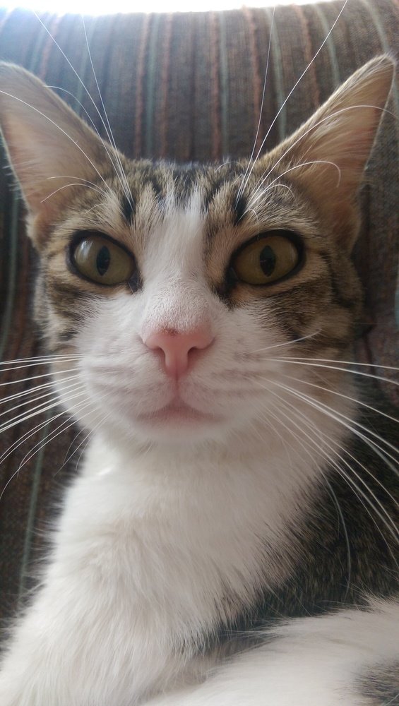 Self portrait of a cat