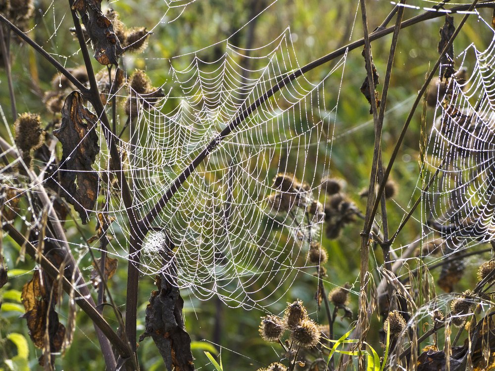 Photograph by Михаил Корнеев