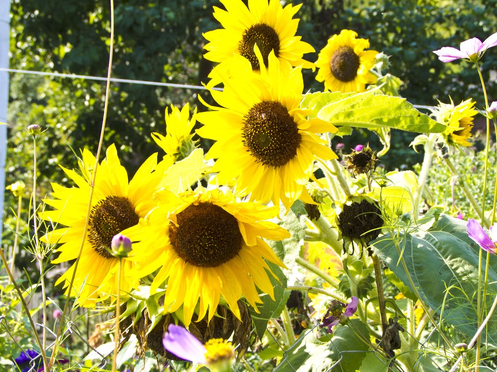 Photograph by Михаил Корнеев