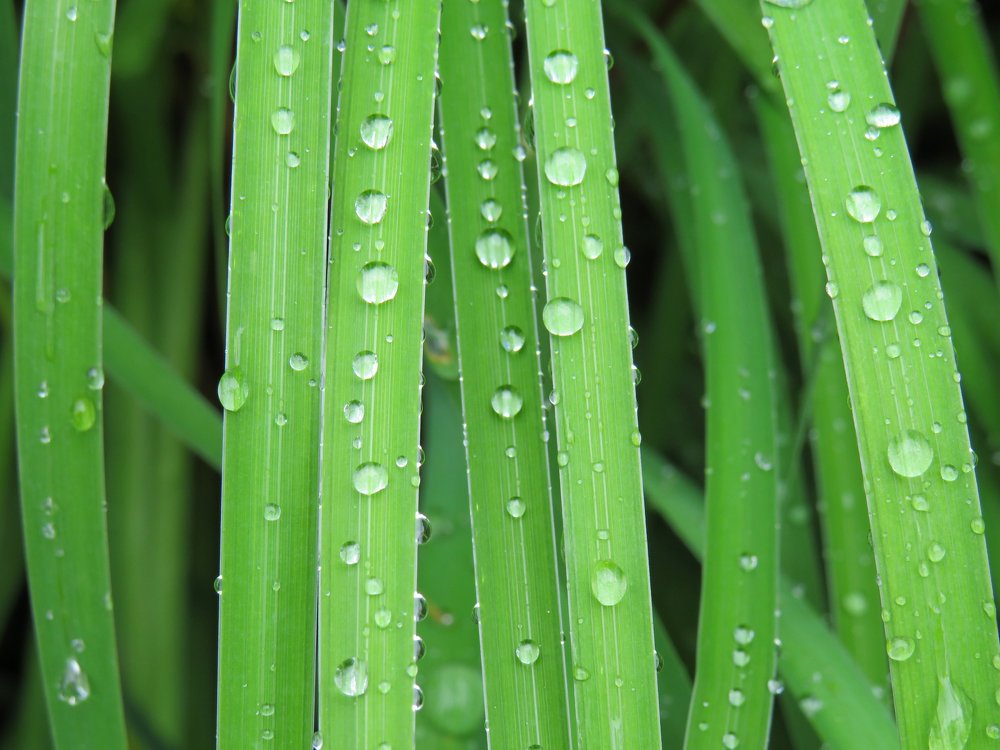 Вода на траве