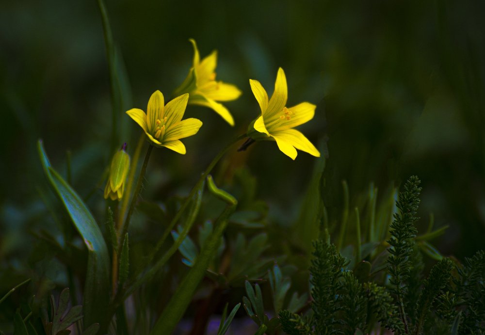 Yellow flowers