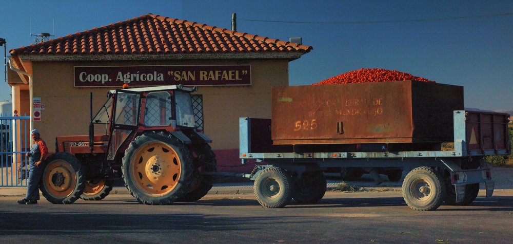 tomato farmer in extremadura