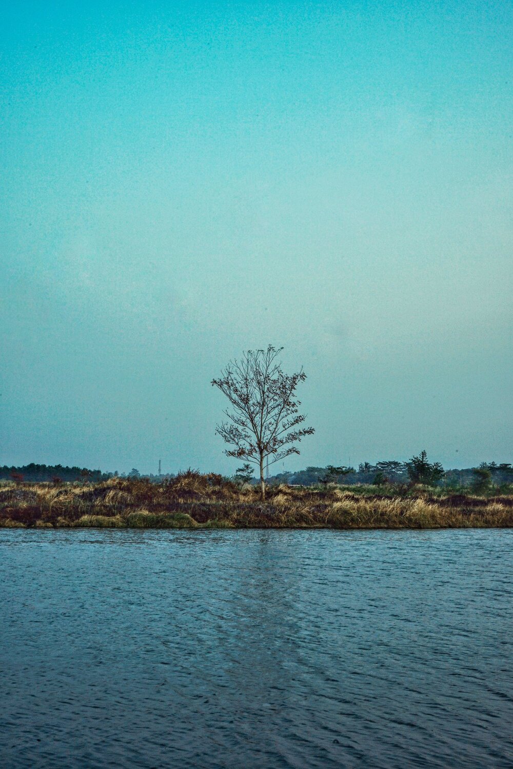 Alone tree