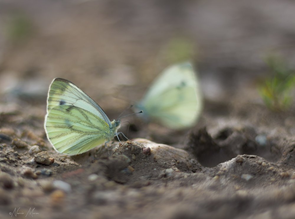 Now Can I Here Your Thoughts