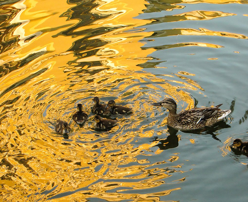 Photograph by Александр Скибицкий