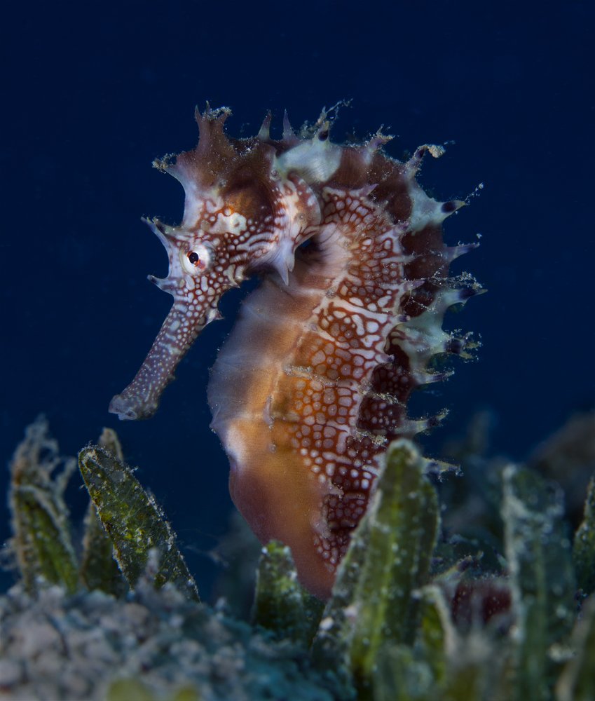 Конек горбунок