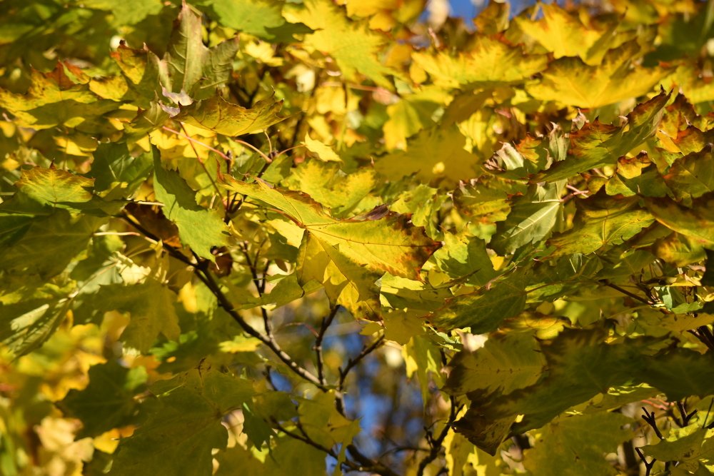 Just AUTUMN ... / Просто ОСЕНЬ...