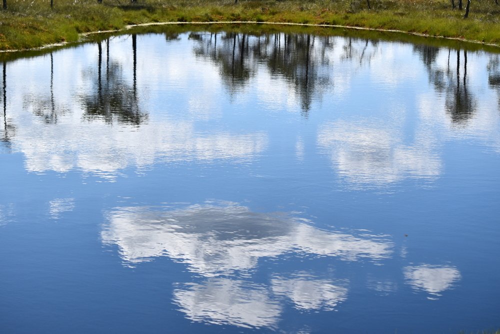 Kemerevsky swamps / Кемеревские болота