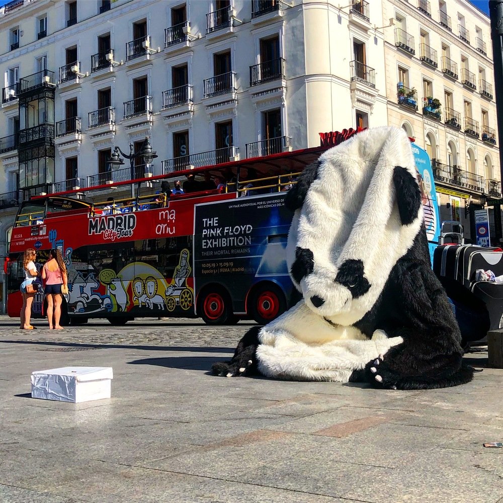 Панда отдыхает...