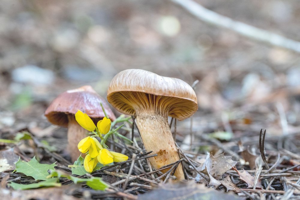 amarillo entre marron