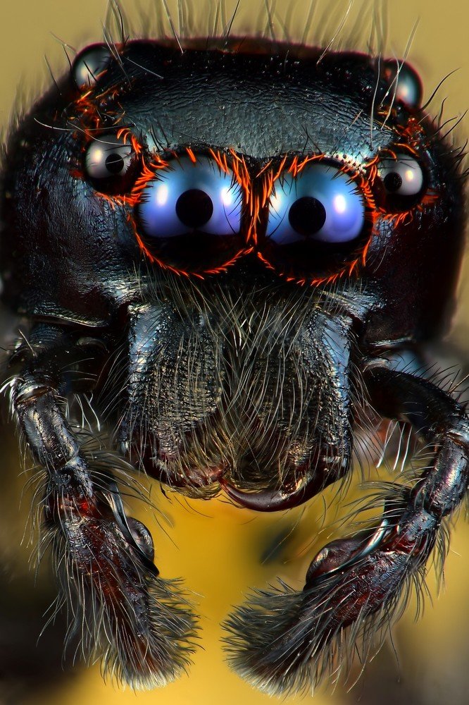 Jumping spider