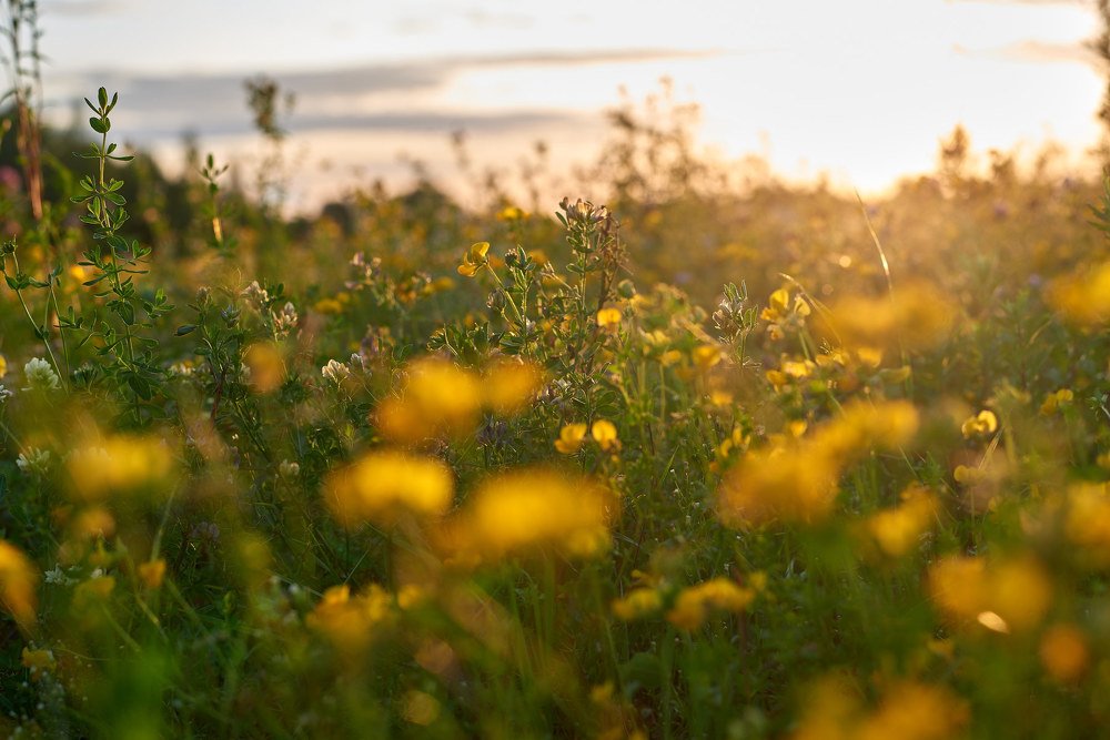 желтое море