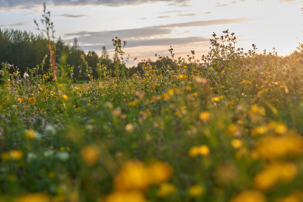 Photograph by Светлана Михайлова