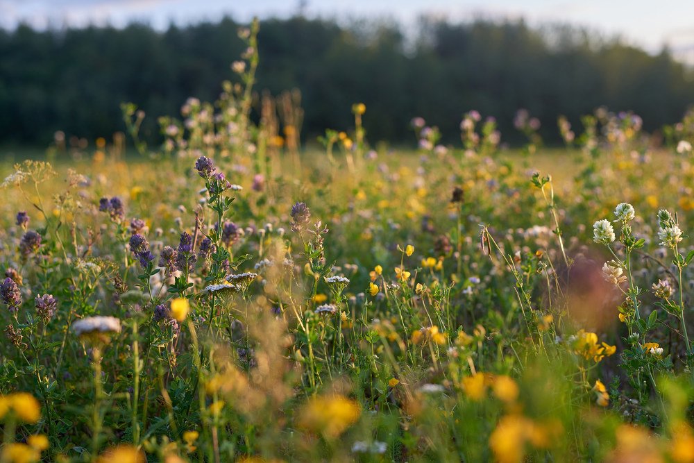 Photograph by Светлана Михайлова