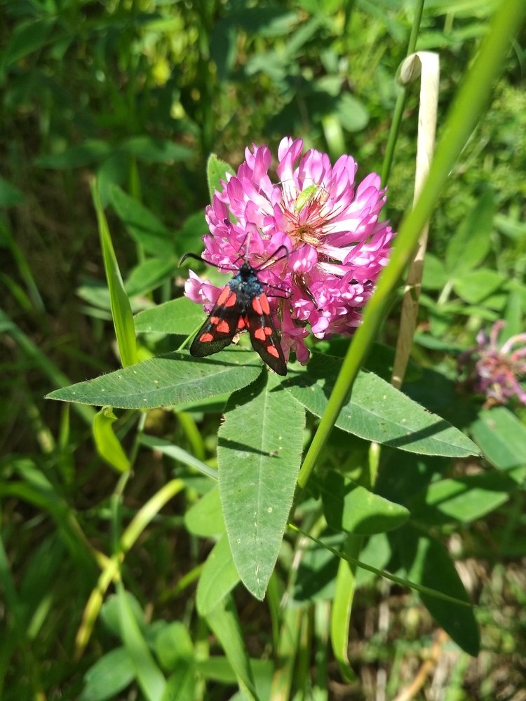 Заметки юного натуралиста
