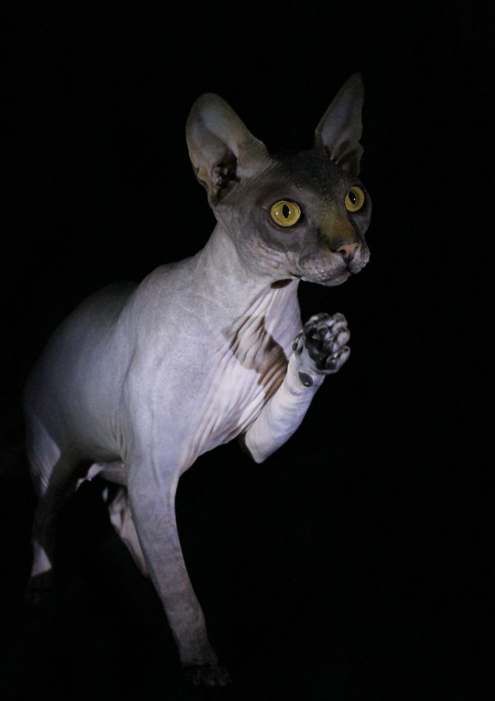 Ночная охота