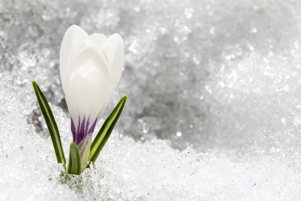 Весна пришла.