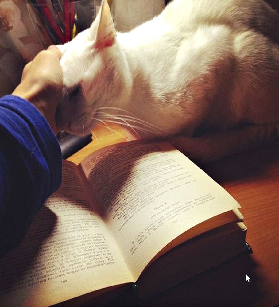 Читающий кот