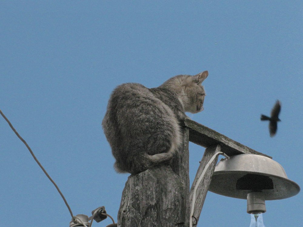 Мечта о полете
