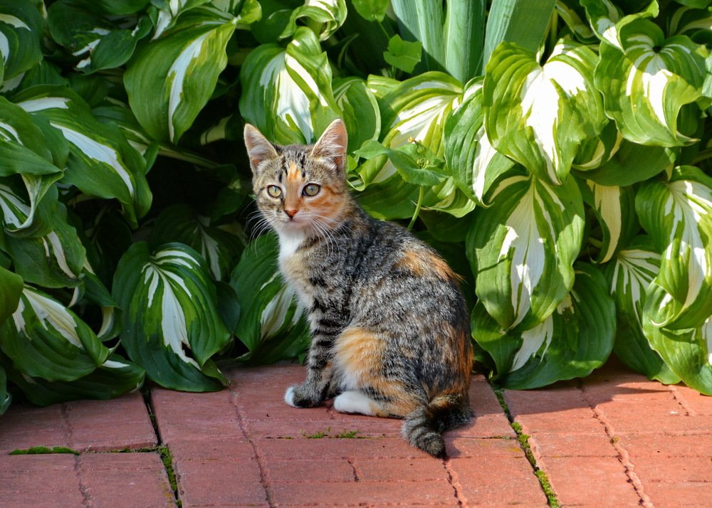 Возле клумбы