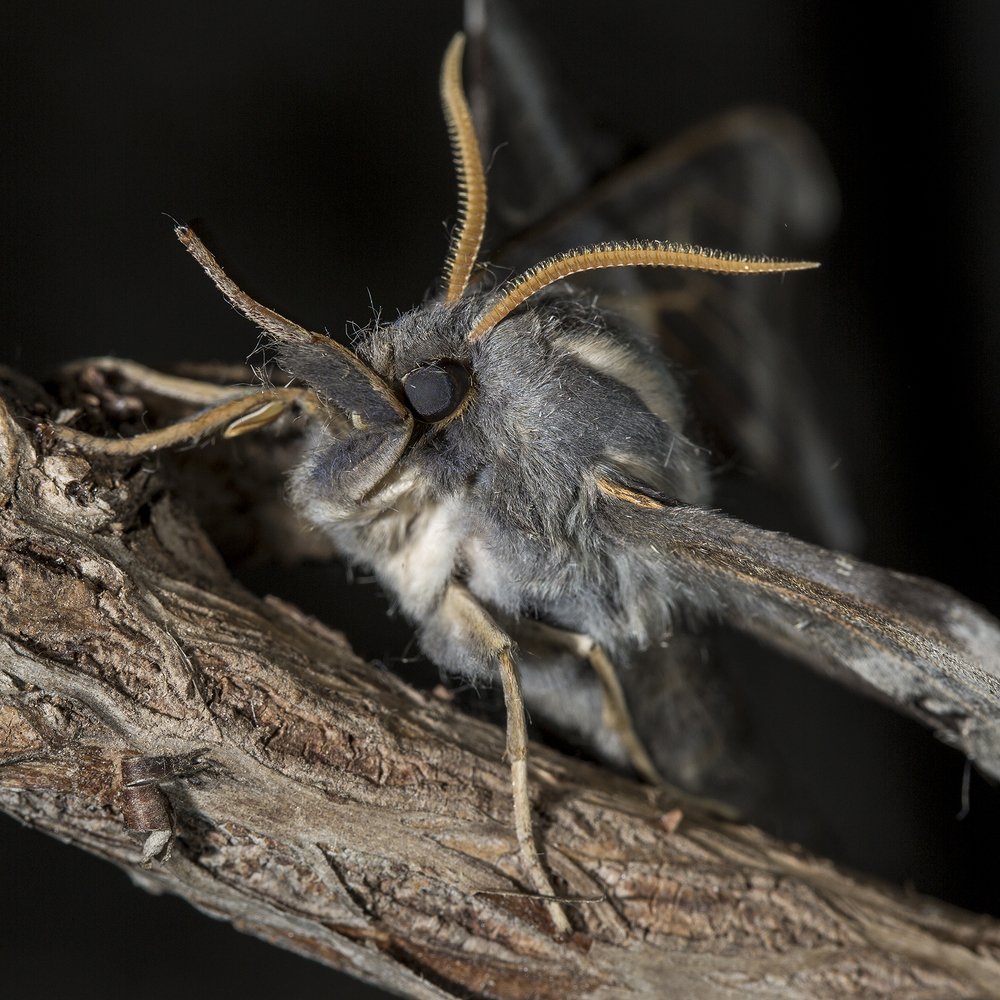 Застенчивый.