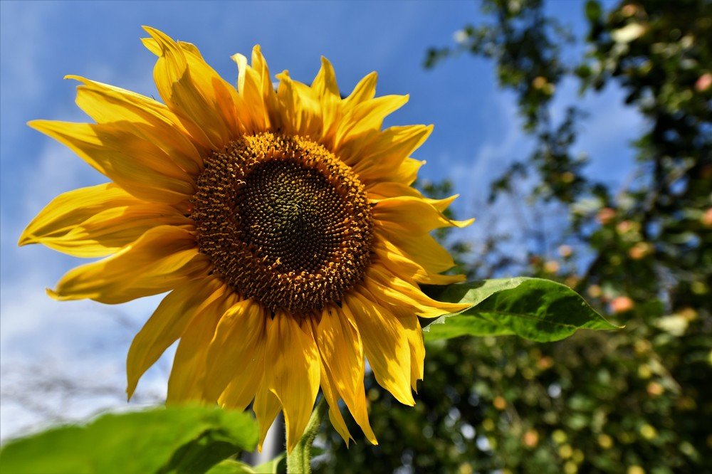 Подсолнух в парке